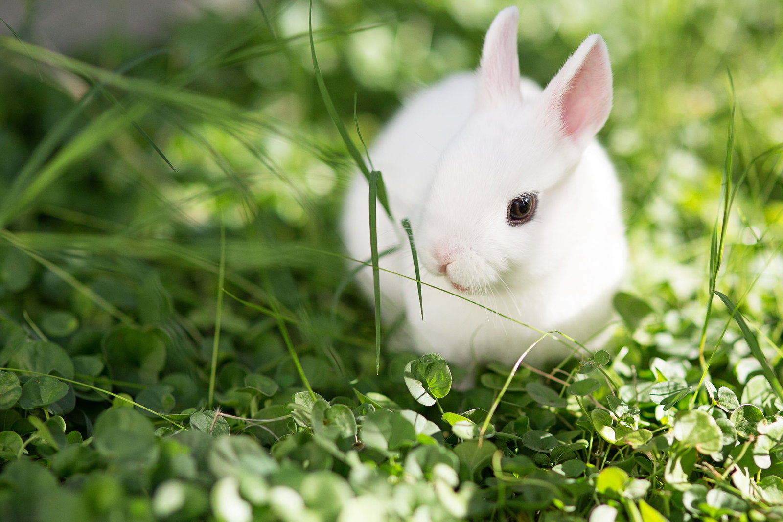 “Follow the white rabbit”: Hybrid Mesh Network Security Ontcijferd